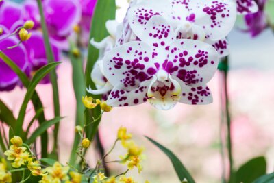 Sticker Witte orchidee met paarse stippen