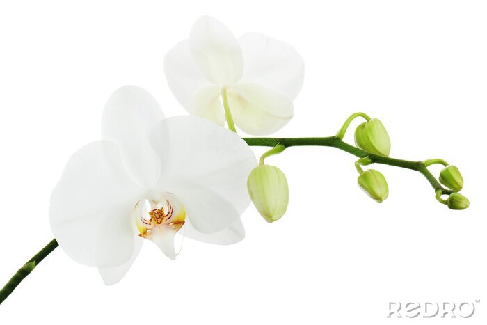 Sticker Witte orchidee op een witte achtergrond.