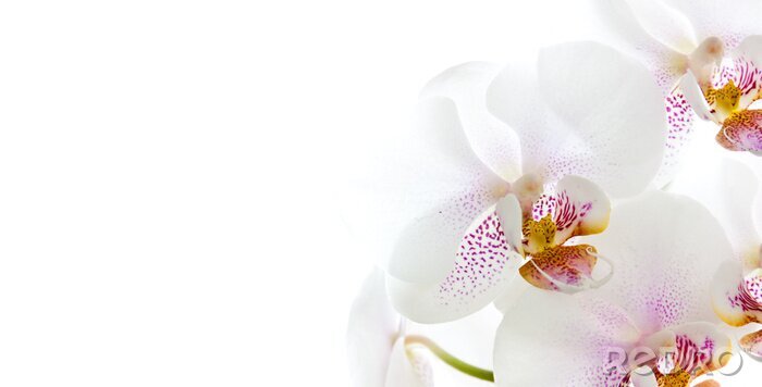 Sticker Witte orchidee op een witte achtergrond