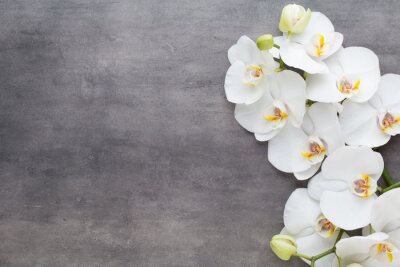 Fotobehang Witte orchidee op grijs beton, kunstfotografie