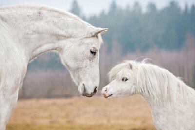 Poster Witte paarden in het veld
