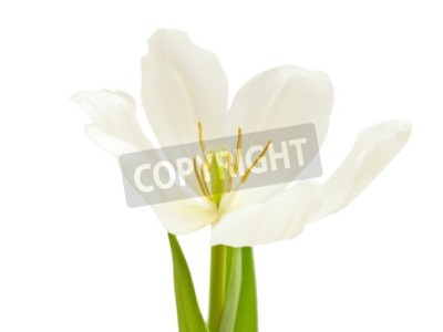 Sticker Witte tulp in bloei