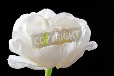 Sticker Witte tulp op zwarte achtergrond