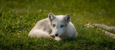 Sticker Witte vos met blauwe ogen