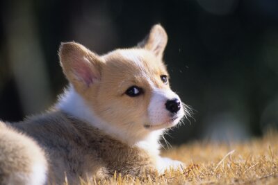 Sticker ウ ェ ル シ ュ · コ ー ギ ー · ペ ン ブ ロ ー ク