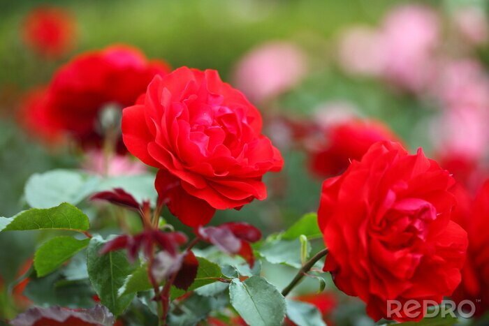 Sticker バラ トランペッター (新宿 御苑)