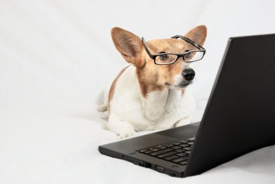 Sticker Cardigan Welsh Corgi draagt ​​een bril en kijken naar laptop