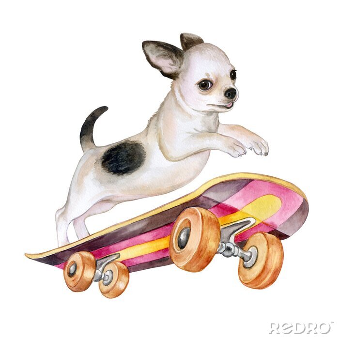 Sticker Een chihuahua hond op een skateboard. Puppy geÃ¯soleerd op een witte achtergrond. Waterverf. Illustratie