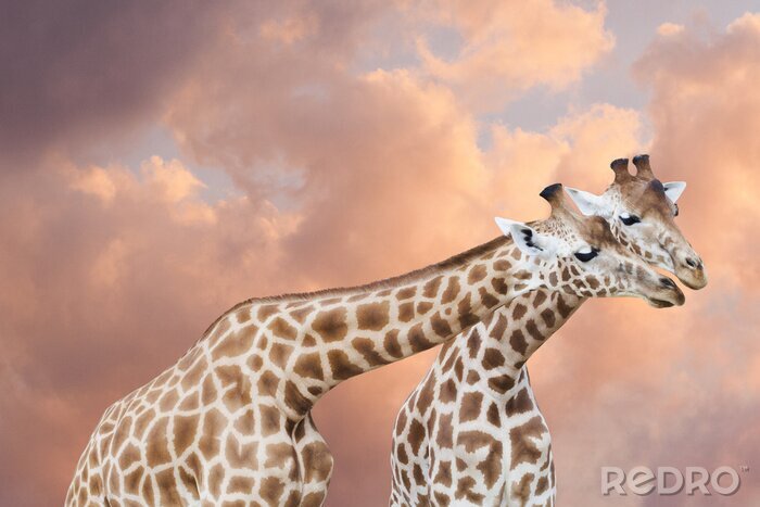 Sticker Paar de girafes dans un ciel de nuages ​​roses