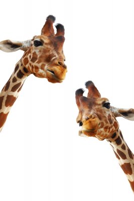 Sticker Paar van giraffen close-up portret geÃ¯soleerd op een witte achtergrond