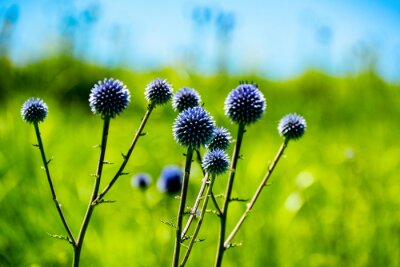 Sticker 瀬の本高原のヒゴタイ