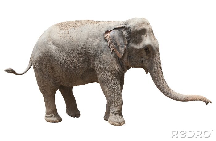 Sticker zijaanzicht van Aziatische olifant spelen geÃ ¯ soleerd witte achtergrond ons