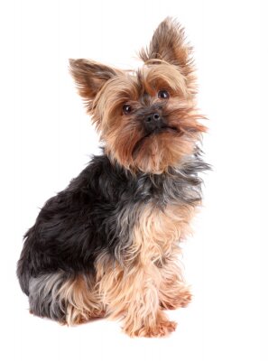 Sticker Yorkshire Terrier