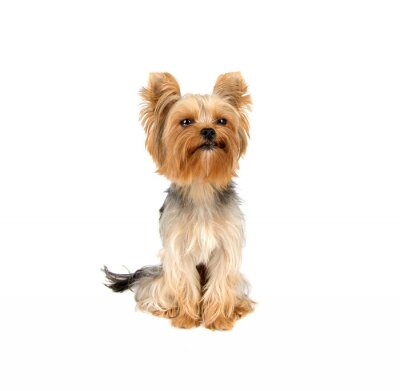 Sticker Yorkshire terrier
