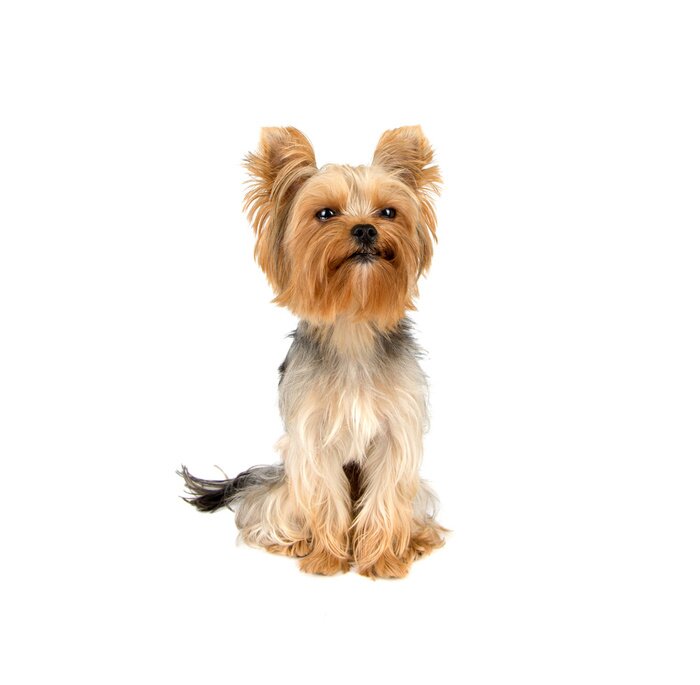 Sticker Yorkshire terrier