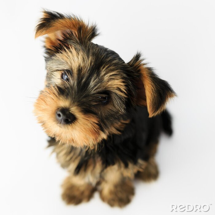 Sticker Yorkshire terrier - portret van een schattige puppy