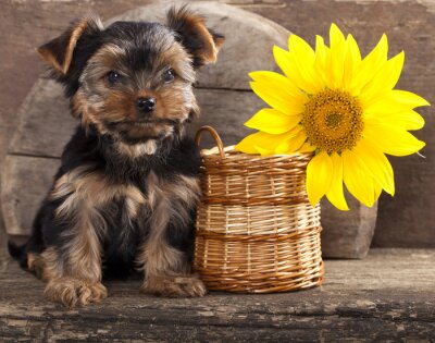Sticker yorkshire terrier puppy en zonnebloem