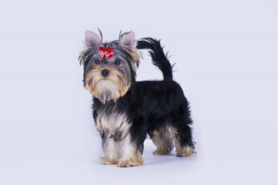 Sticker Yorkshire terrier puppy op een geïsoleerde achtergrond