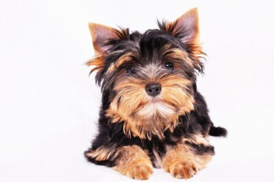 Sticker Yorkshire terrier puppy op een witte achtergrond