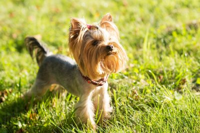 Sticker Yorkshire terriër, vriendschappelijk huisdier, kleine hond