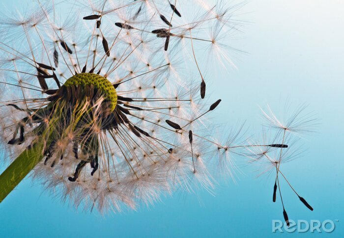 Sticker Zaden tegen een achtergrond van de hemel