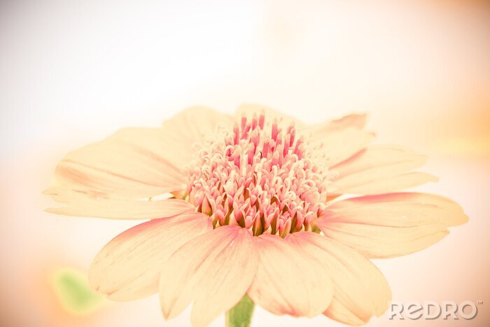 Sticker Zalmkleurige bloem op een macrofoto