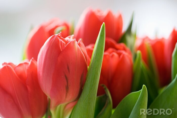 Sticker Zalmkleurige bloemen in close-up