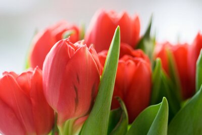 Sticker Zalmkleurige bloemen in close-up