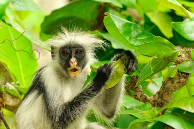 Sticker Zanzibar Red Colobus Procolobus kirkii