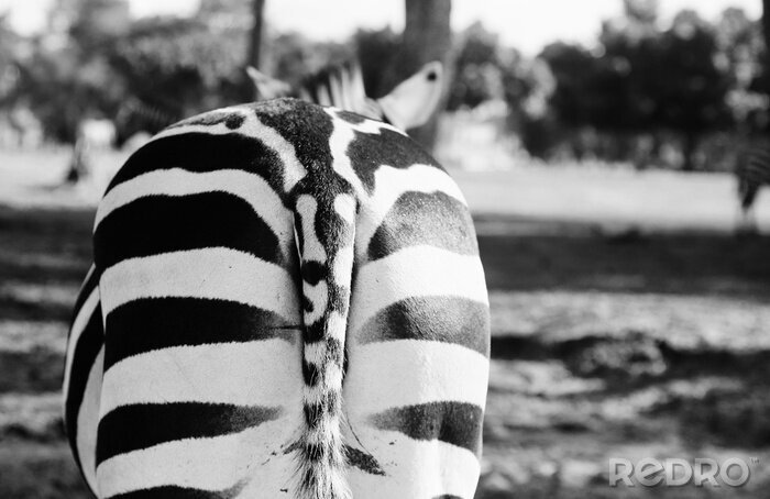 Sticker zebra