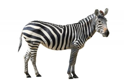 Sticker Zebra