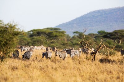 Sticker Zebra eten in Afrika