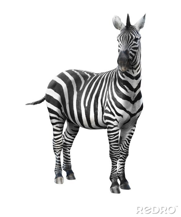 Sticker Zebra op een witte achtergrond