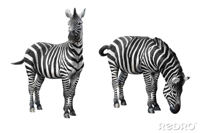 Sticker Zebra op een witte achtergrond