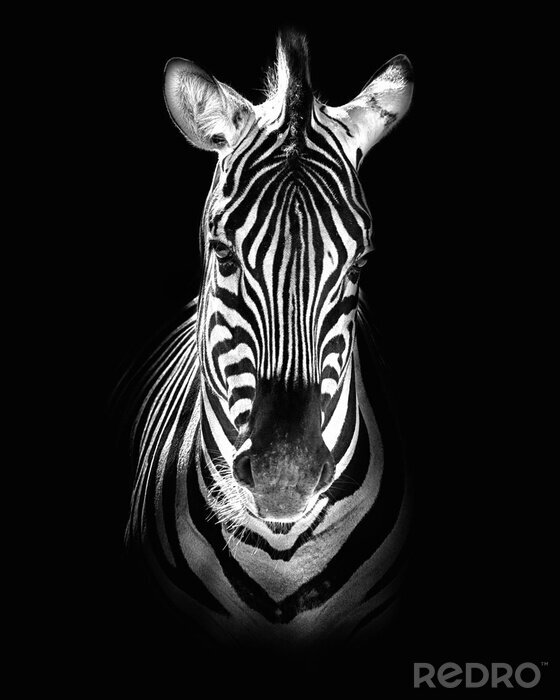 Sticker Zebra op een zwart-witfoto