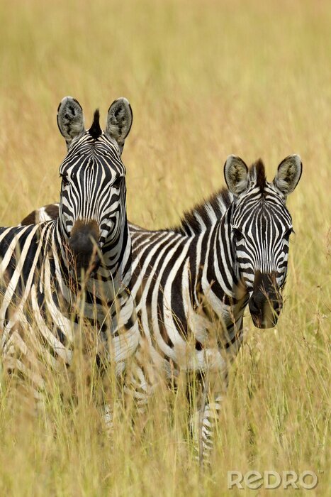 Sticker Zebra op grasland in Afrika