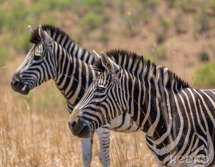 Sticker Zebra's in hoog gras