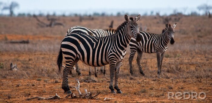Sticker Zebras, Tsavo East National Park