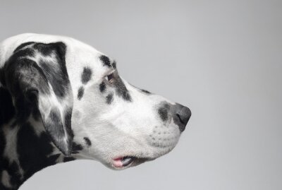 Zelfverzekerd doelgerichte Dalmatische hond