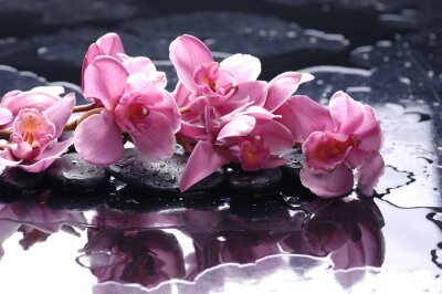 Zen stenen en roze orchidee met water druppels