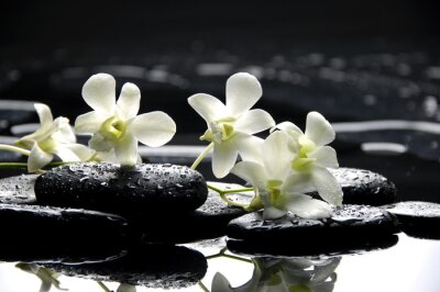 Zen stenen en witte orchideeën met reflectie