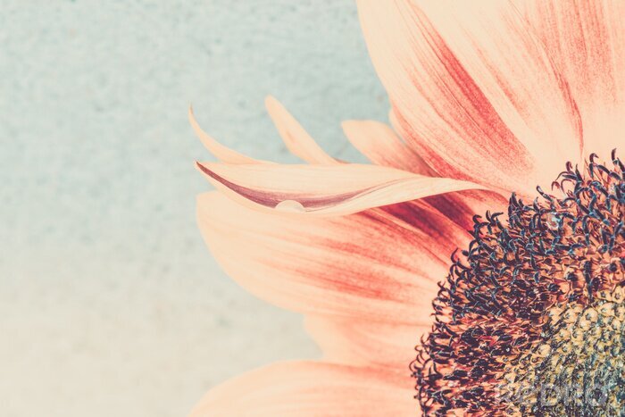 Sticker Zonnebloemblaadjes in zachte kleuren