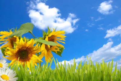 Zonnebloemen, gras en lucht
