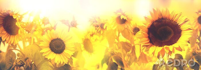 Sticker Zonnebloemen in de zonnestralen