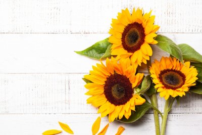 Sticker Zonnebloemen liggend op witte planken