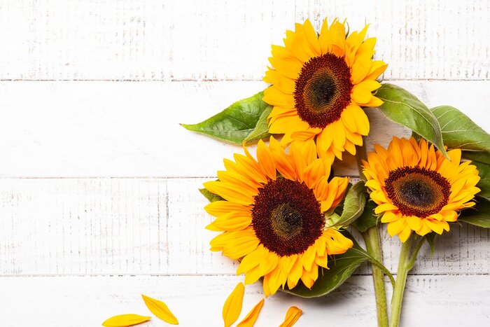 Sticker Zonnebloemen liggend op witte planken