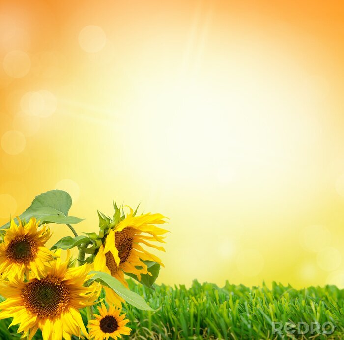 Sticker Zonnebloemen op het groene gras