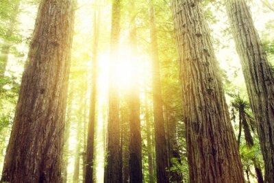 Zonnestralen tussen bomen