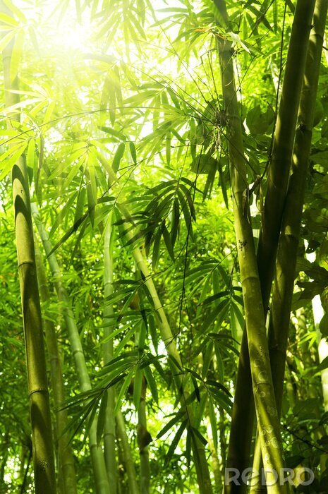 Sticker Zonnig bamboebos