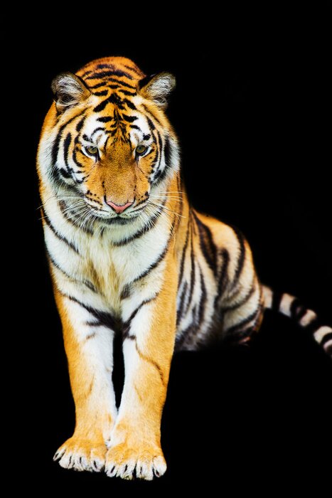 Sticker Zwart gestreepte tijger die uit de schaduw tevoorschijn komt